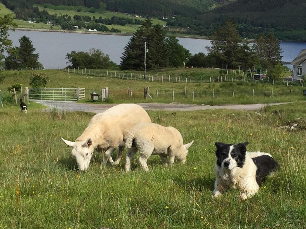 Torran B & B Ullapool Buitenkant foto
